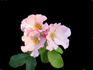 Charlotte Anne rose photo