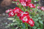 Little Artist rose photo