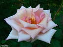 Bozena Nemcová rose photo