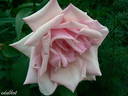 Bozena Nemcová rose photo