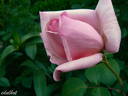 Bozena Nemcová rose photo