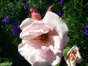 Bozena Nemcová rose photo