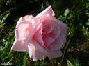 Bozena Nemcová rose photo