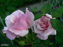 Bozena Nemcová rose photo