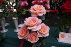 Hamilton Gardens rose photo