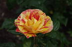 Citrus Splash ™ rose photo