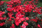 Disco Dancer rose photo