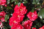 Disco Dancer rose photo
