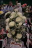 White Romance rose photo