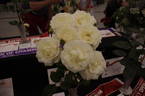 White Romance rose photo