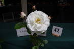 White Romance rose photo