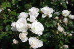 White Romance rose photo