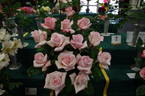 Joan Monica rose photo