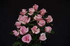 Joan Monica rose photo