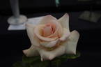 Joan Monica rose photo
