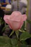 Joan Monica rose photo