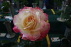 Andrea Jane rose photo