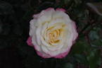 Andrea Jane rose photo