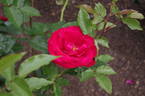 Bulls Red rose photo
