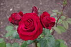 Sir Tristram rose photo