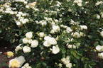 Lemon n Lime rose photo