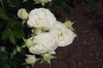 Lemon n Lime rose photo