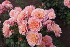 Autumn Belle rose photo