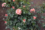 Betty Harkness rose photo