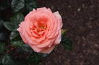 Betty Harkness rose photo