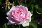 Alba Foliacea rose photo