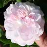 Alba Foliacea rose photo