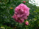 Cape Diamond™ rose photo
