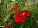 Champlain rose photo