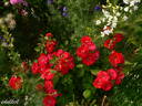 Champlain rose photo