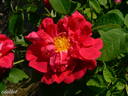 Conditorum rose photo