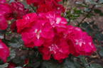 Arabella rose photo