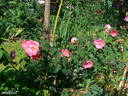 R. davidii rose photo