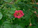 R. davidii rose photo
