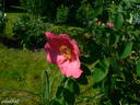 R. davidii rose photo