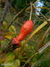 R. davidii rose photo