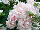 Dr. W. Van Fleet rose photo