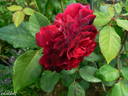Empereur du Maroc rose photo