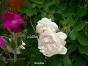 Eurydice rose photo