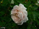 Eurydice rose photo