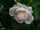 Eurydice rose photo