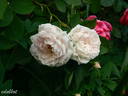 Eurydice rose photo