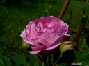 Forstmeisters Heim rose photo