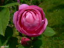 Forstmeisters Heim rose photo