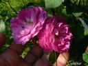 Forstmeisters Heim rose photo