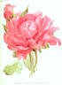 Reine Elisabeth peony photo